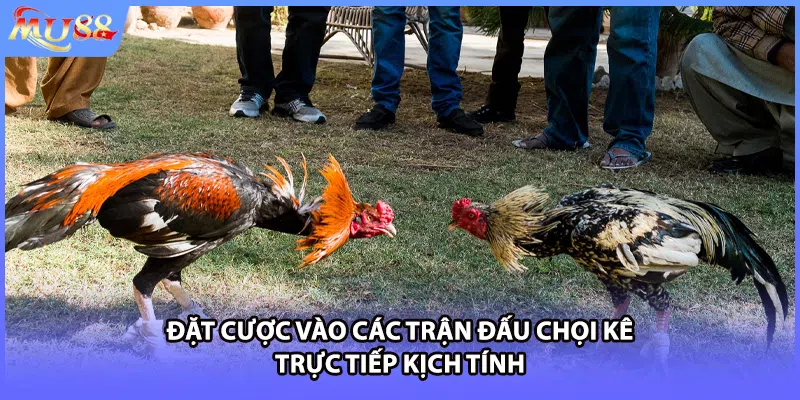 Đặt cược vào các trận đấu chọi kê trực tiếp kịch tính 