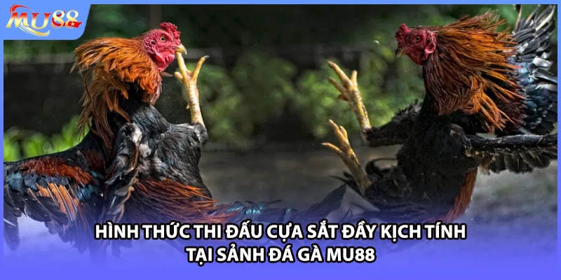 Hình thức thi đấu cựa sắt đầy kịch tính tại sảnh đá gà MU88